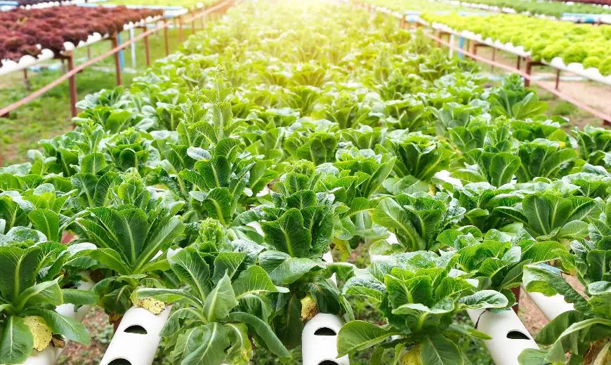 Hal yang perlu diperhatikan dalam bisnis hidroponik