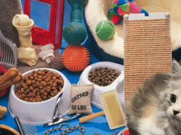 usaha pet shop